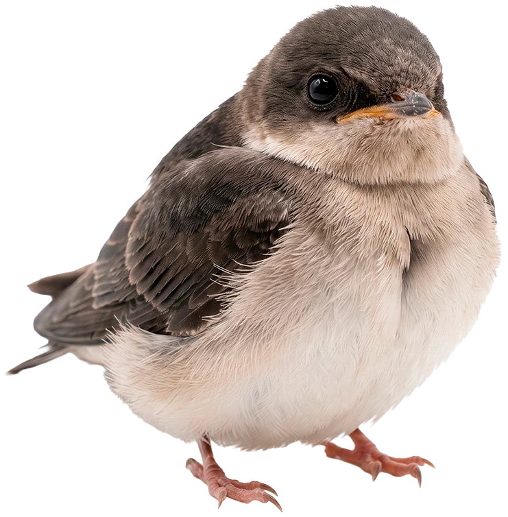 The Twitter Bird sitting still