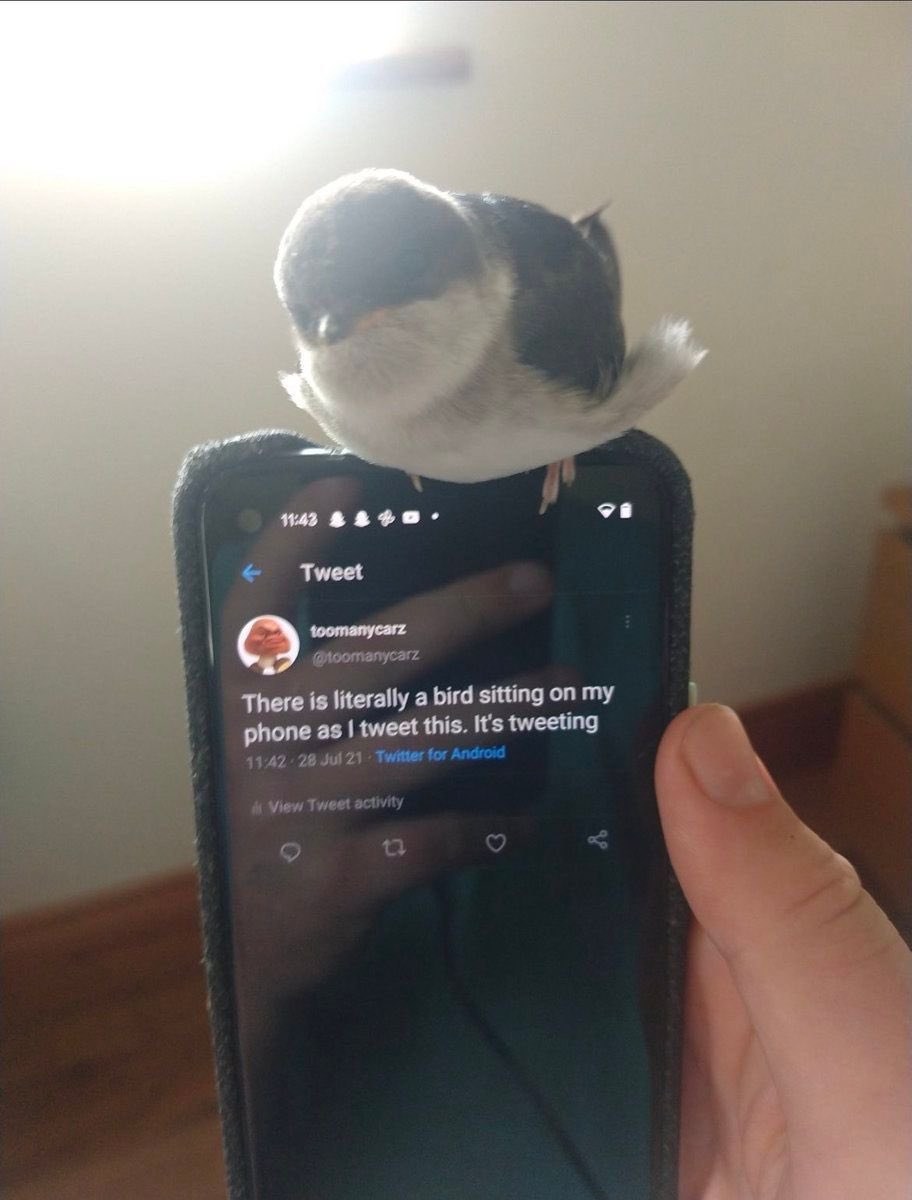 A small bird perched on top of a phone that shows the tweet saying it's tweeting